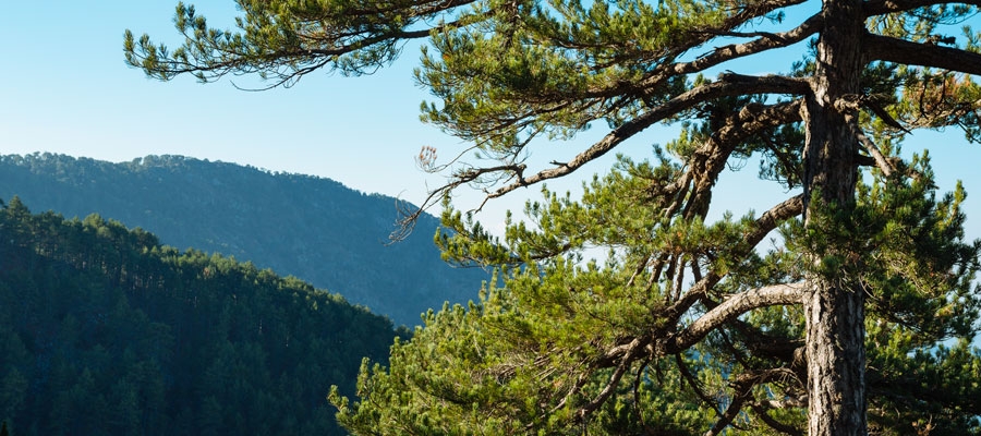 «Psilo dentro» - Pouziaris (en boucle) - région de Lemesos (Limassol), forêt du Troodos Sentiers nature image