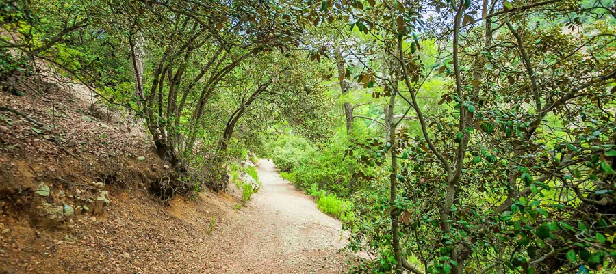 Geradliniger Wanderweg zwischen Agia Eirini und Limeria - Bezirk Lefkosia (Nicosia), Adelfoi-Wald image