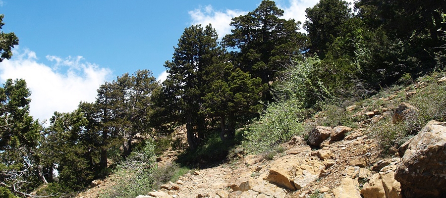 Artemis (Circular) - Lemesos (Limassol) District, Troodos Forest Nature Trail image