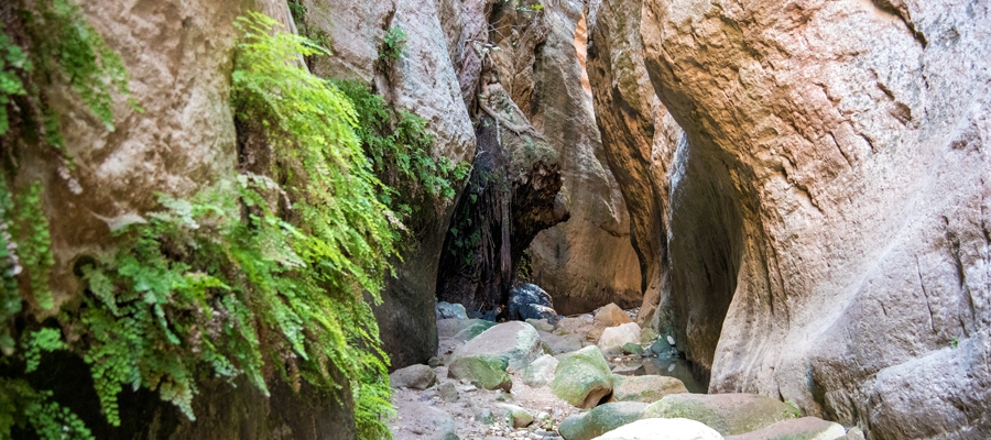 Geradliniger Wanderweg „Avakas Gorge“ - Bezirk Pafos (Paphos), Akamas-Wald image