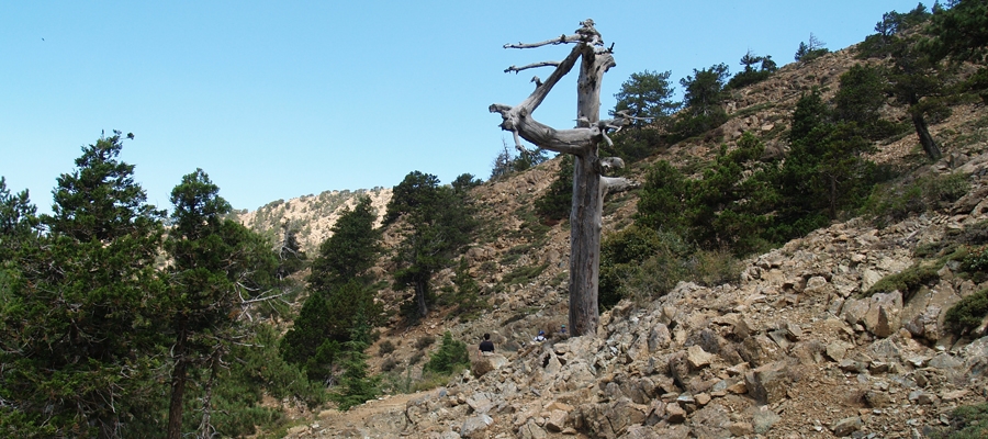 Atalanti (pętla) - dystrykty Lemesos (Limassol) / Nikozja (Nikozja), leśny szlak przyrodniczy Troodos image